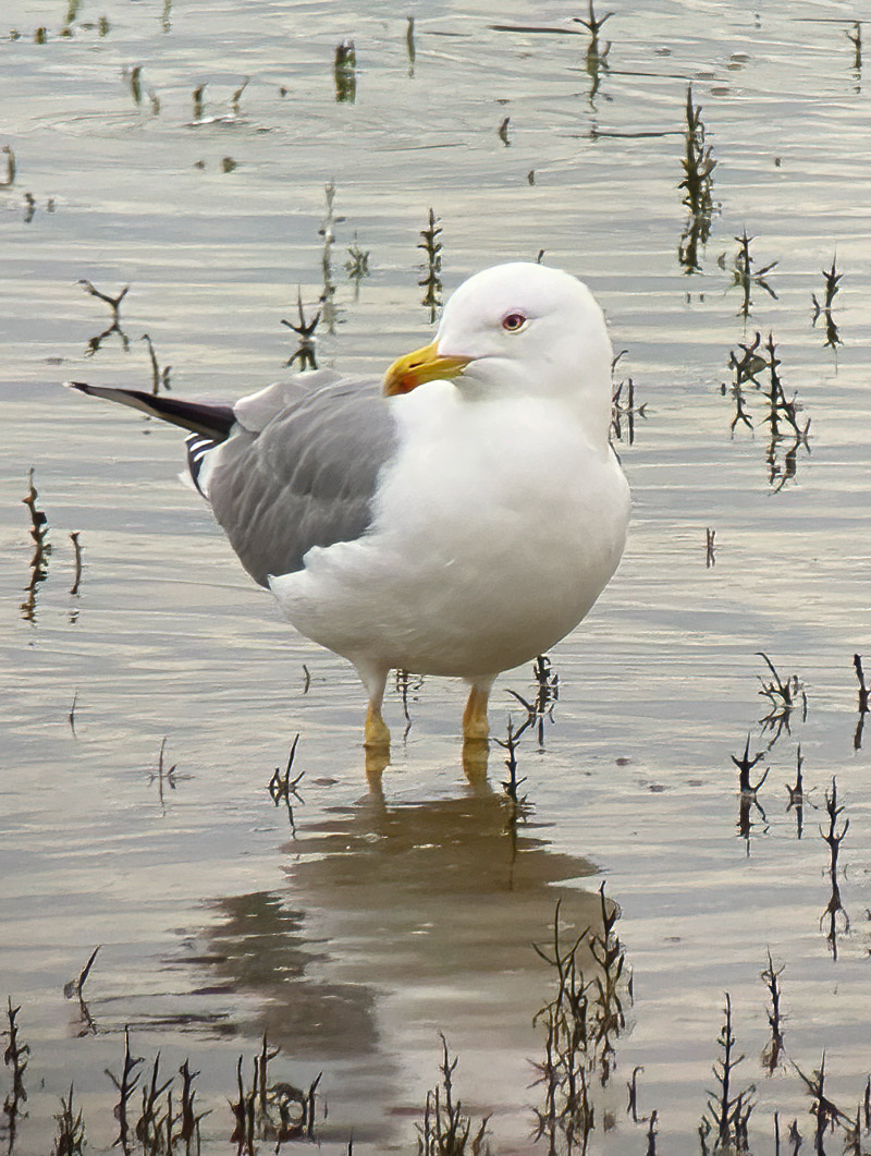 Yellow-legged gull